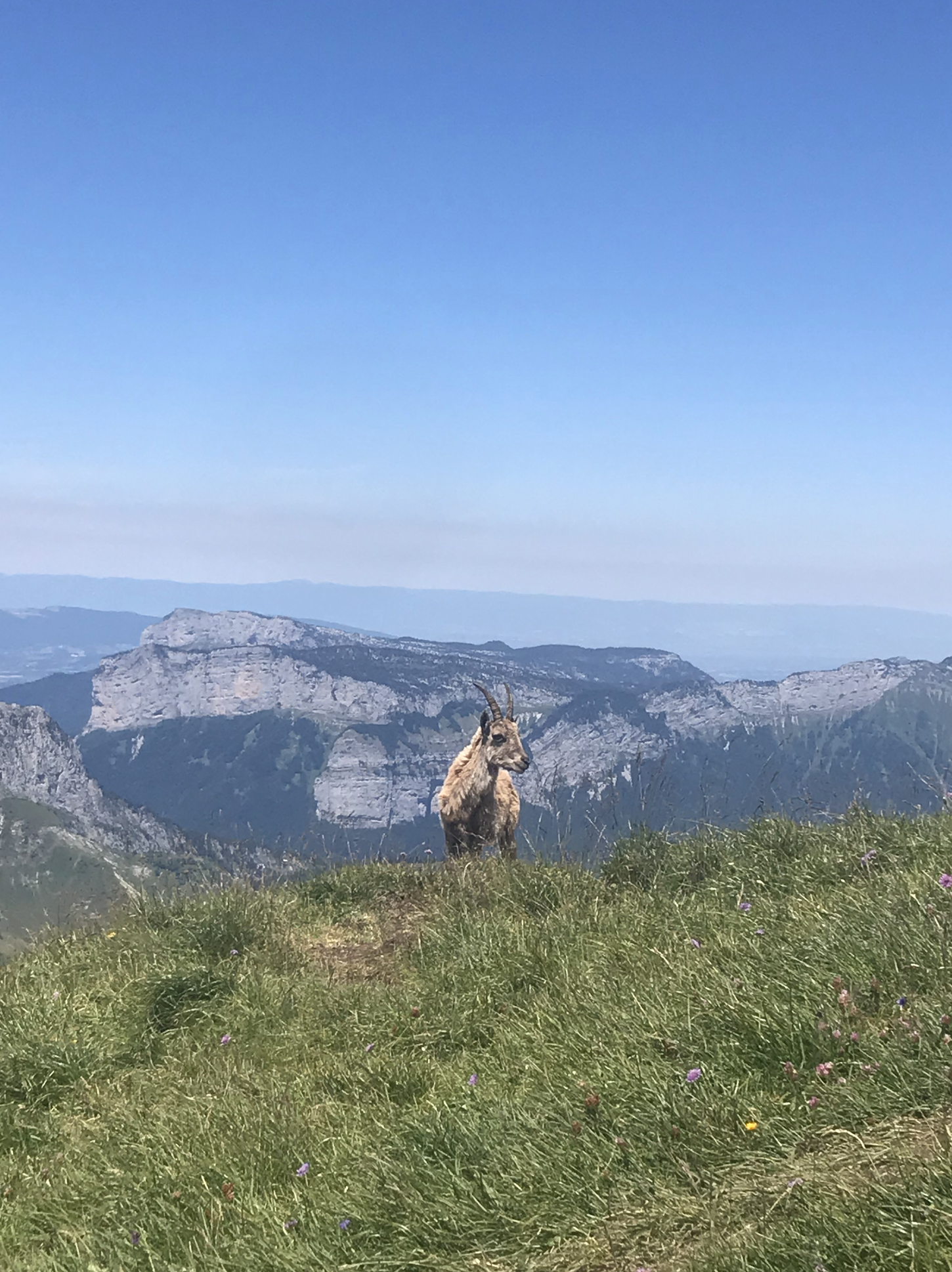 bouquetin-aravis-mdlrz