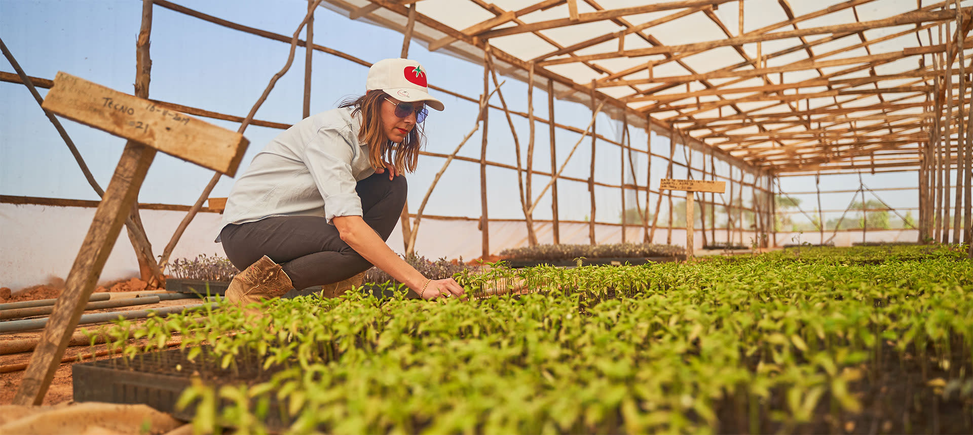 A High Yielding Tomato Investment Story