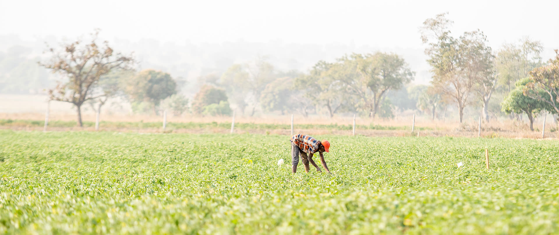65c41f36160bbd42f04f95ac tomato-jos-3