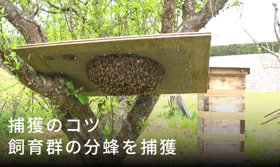 飼育群から出てくる分蜂を捕獲するコツ
