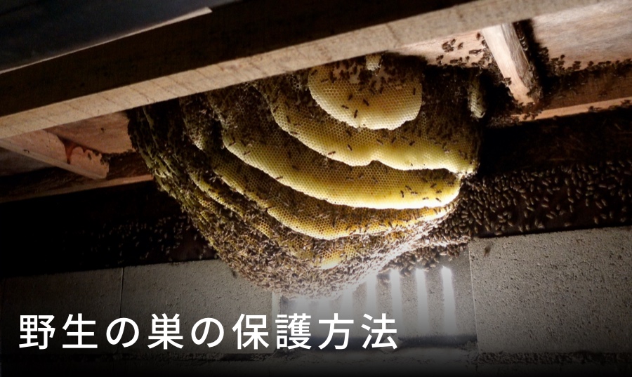 日本蜜蜂巣蜜　(ヌ)220g+(ネ)240g