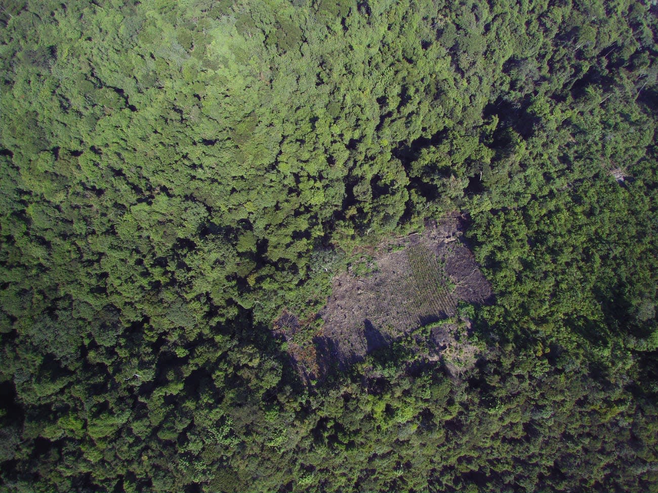 A clearing in the Republic of Congo as seen by a drone.