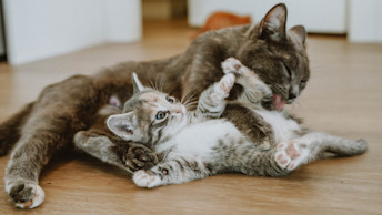 Older cat licking kitten