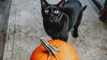 Black cat with pumpkin