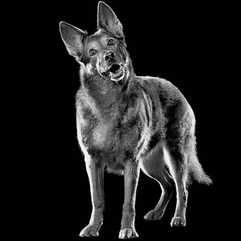 Black and white dog tilting its head