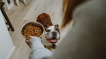 Bulldog waiting for bowl of kibble