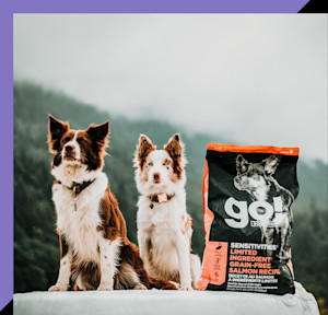 GS-Philosophy-Australian-shepherds-standing-in-front-of-mountains