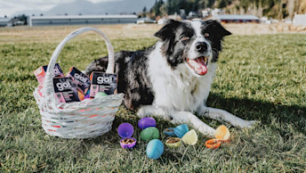Border Collie dog with Easter eggs and basket of Go! Solutions wet food