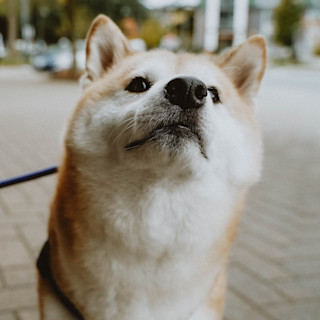 Closeup of Shiba Inu