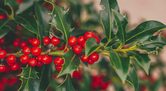 Holly