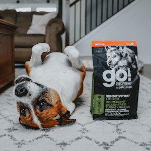 Dog laying on his back in living room with bag of GO! SOLUTIONS kibble