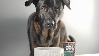 Zax the dog with bowl and GO! SOLUTIONS CARNIVORE Grain-Free Chicken, Turkey + Duck Stew Tetra Pak