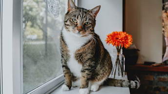 Cat on window sill with orange flower