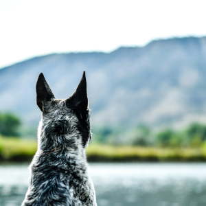 Dog looking out over lake