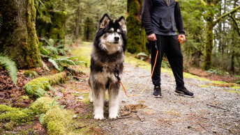 Fluffy dog standing on forest trail with owner
