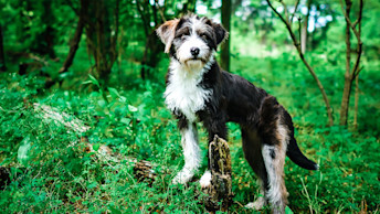 GO-SOLUTIONS-black-and-white-dog-standing-on-log-in-greeny-area