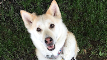 Sadie the dog
