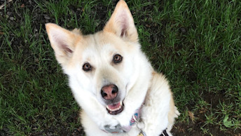Grain-Free Success: Sadie's Story