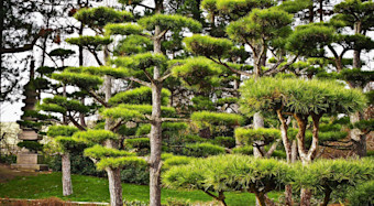 Japanese Yew