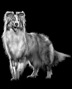Sheltie dog in black and white