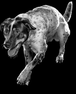 Black and white dog jumping