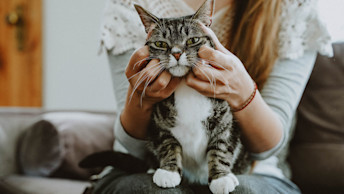 NF - Blog - tabby cat getting head scratches and teeth massage by woman