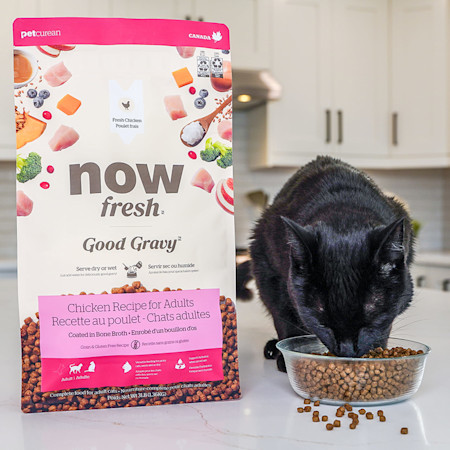 Cat eating bowl of Now Fresh Good Gravy Chicken Recipe kibble