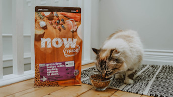 Fluffy cat eating Now Fresh Senior kibble