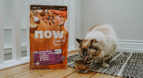 Fluffy cat eating Now Fresh Senior kibble