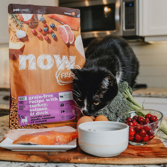 Black cat sniffing fresh ingredients with bag of Now Fresh