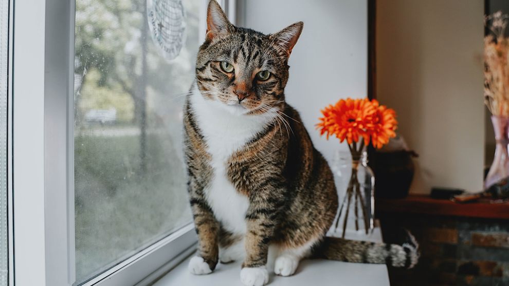 Cat sitting on window sill