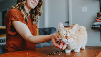 NF - Blog Image - Woman in orange shirt scratching orange cat on table