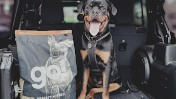 Rottweiler sitting in car smiling beside sensitivities duck kibble bag