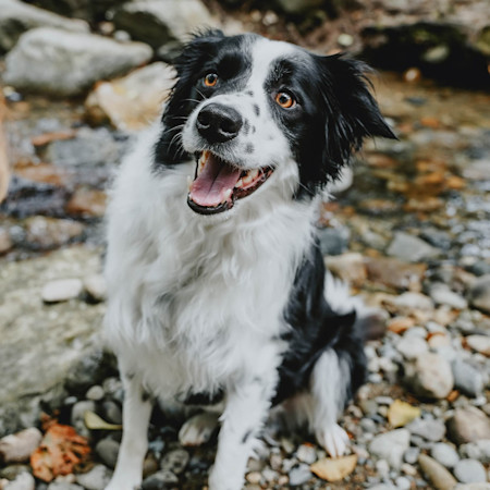 Border Collie dog outside