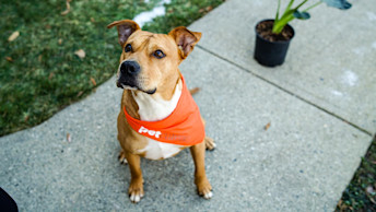 Pit Bull dog with orange bandana looking up