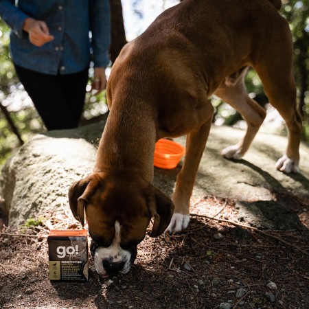 Boxer hiking in the forest with GO! SOLUTIONS SENSITIVITIES Limited Ingredient Grain-Free Duck Pâté for Dogs Tetra Pak