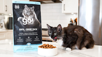 Cat eating Go! Solutions Dental + Immune Health kibble from bowl
