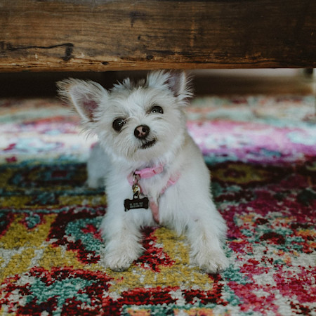 Small breed white dog Lily hiding under the bed