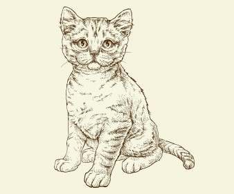 Kitten illustration