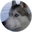 Husky dog out in the snow