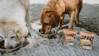 NF - Blog Image - Brown and White Lab Eating NOW FRESH Wet Food