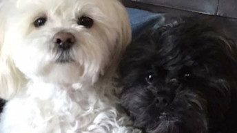 Two Shih Tzu dogs