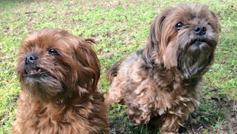 Two small breed senior dogs
