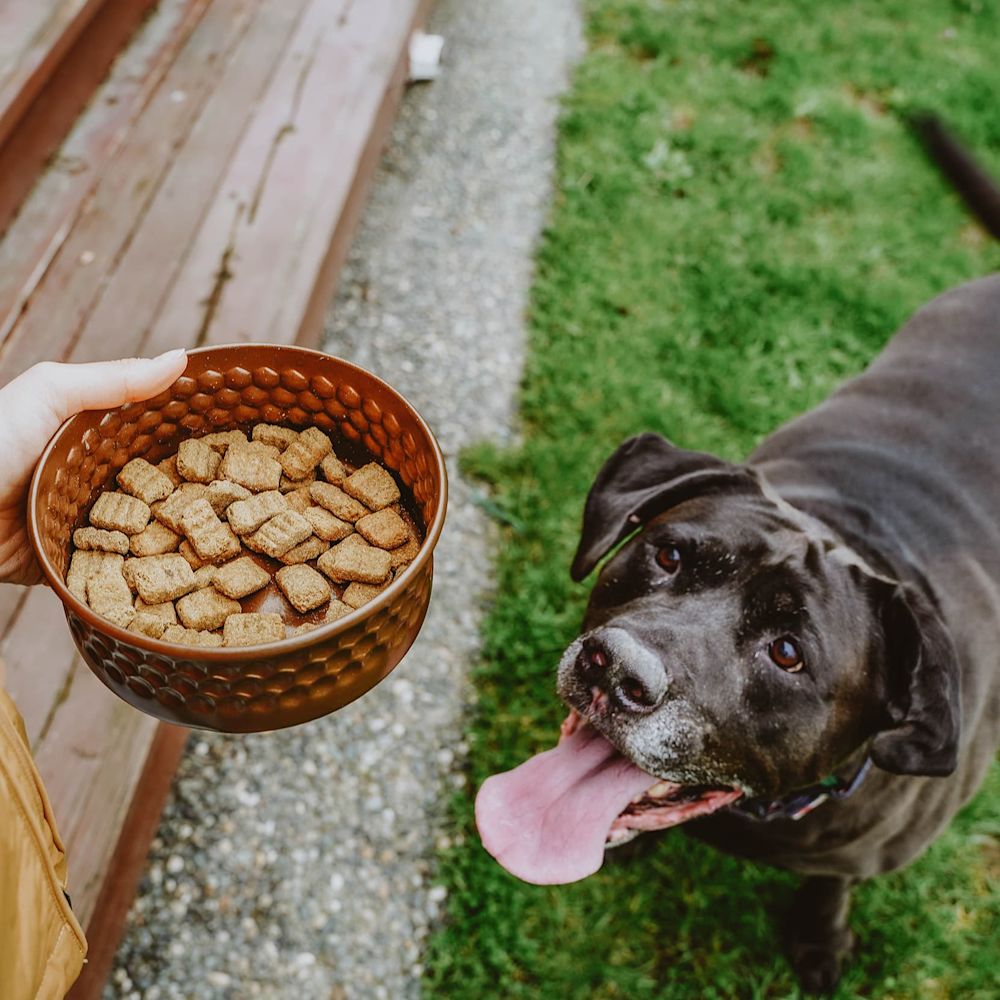 Chocolate Lab looking up at bowl with kibble
