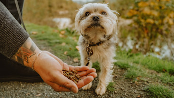 Handful of kibble being offered to small breed dog on trail