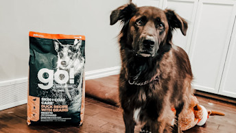 GO-SOLUTIONS-Sam-the-dog-beside-his-bag-of-SKIN-COAT-CARE-Duck