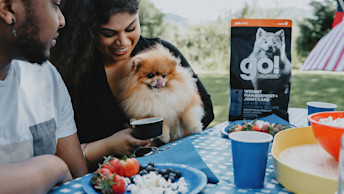 Dog with owners at picnic table with snacks