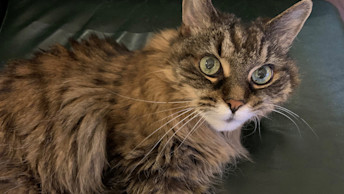 success story cleo the cat