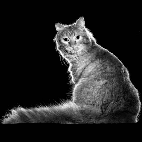 Black and white long haired cat looking over its shoulder