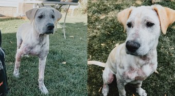 Starke the dog during his skin transformation